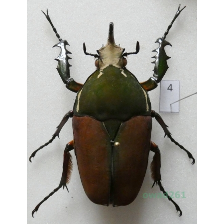 Mecynorhina ugandensis (Moser, 1907) male ex. ovo Uganda4